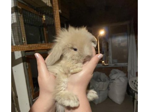 Hollanda lop ve teddy lop tavşan yavrularımız