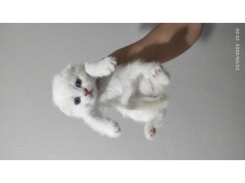 3 adet minik scottish fold sahiplerini bekliyor
