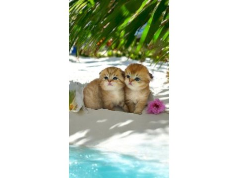 Yaz güzelleri scottish fold