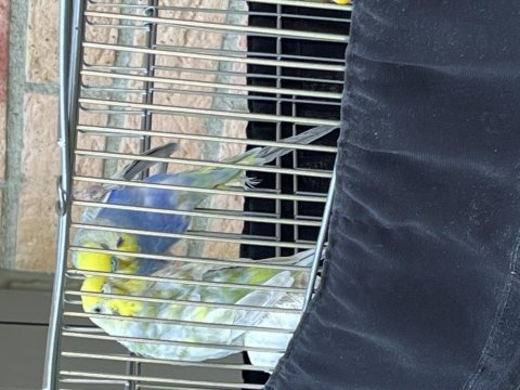 4 aylık üst düzey rainbow takım muhabbet kuşu