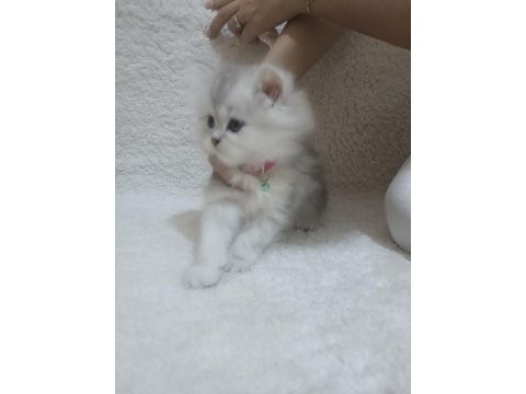 British longhair kedimi sahiplendireceğim