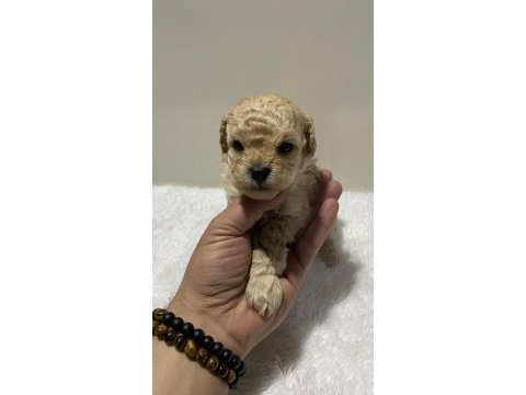 Apricot renk dişi poodle yavru 1 aylık