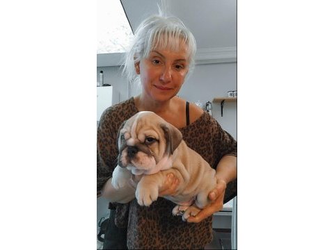 Türkiye'de en orjinal ingiliz bulldog bebekler