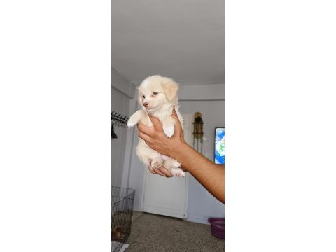 Maltipoo bebişler mavi gözlü