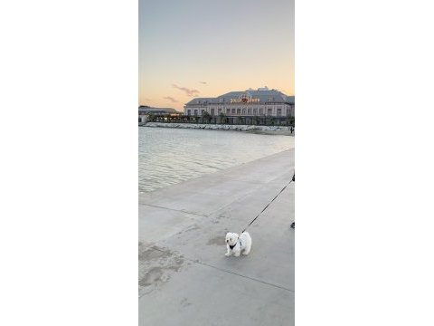 Balım orijinal 1 numara maltese terrier