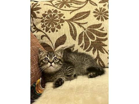 Dişi british longhair iç-dış