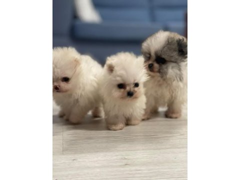 Pomeranian boo köpeğimiz