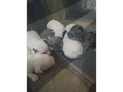 Irk güzeli bulunmayacak muhteşem french bulldog yavrular