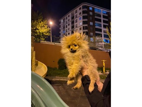 Pomeranian boo 4.5 aylık