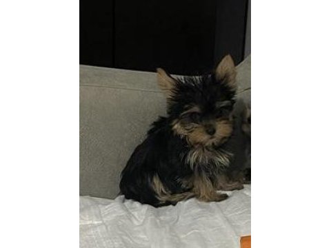 Miniminik bir yorkshire terrier kız