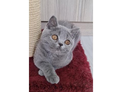 British shorthair yavrular