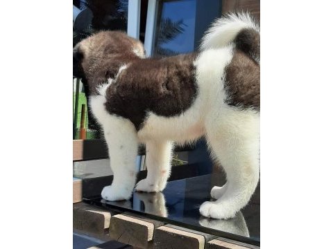 Amerikan akita ınu yavruları