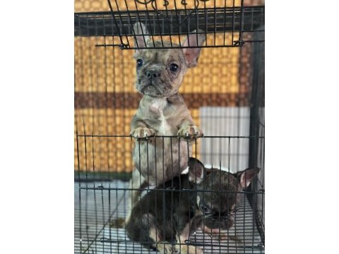 Çift dna mükemmel anatomi french bulldog