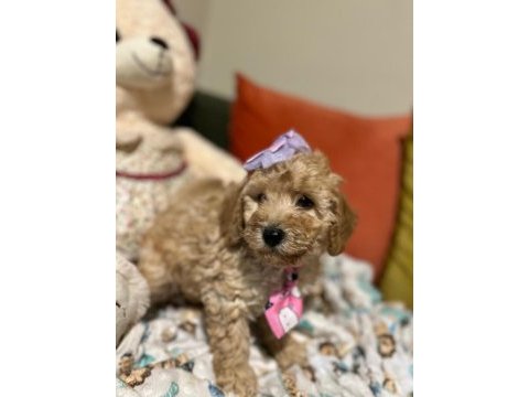 Bir avuç mutluluk poodle