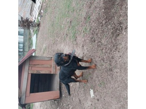 Rottweiler 3,5 yaşında sahiplendirme