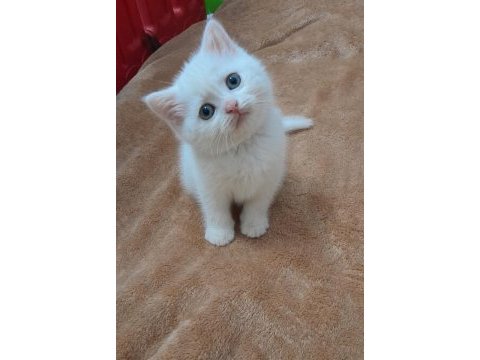 Yakışıklı prens kediler