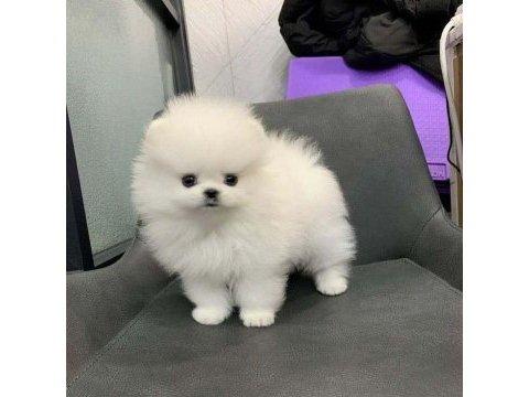 Pomeranian teddy yavrular