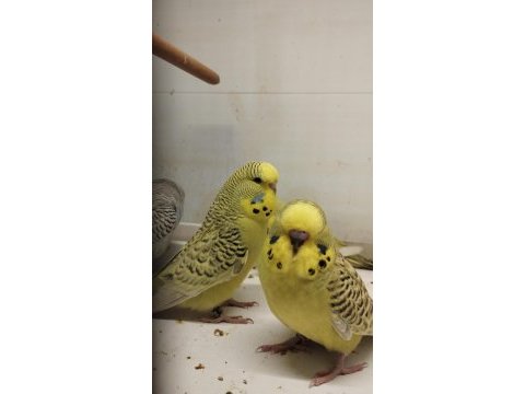 Teksas muhabbet kuşu yavruları