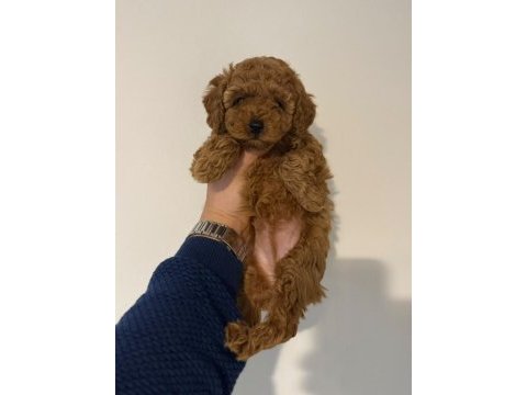 Kore kan poodle yavrularımız