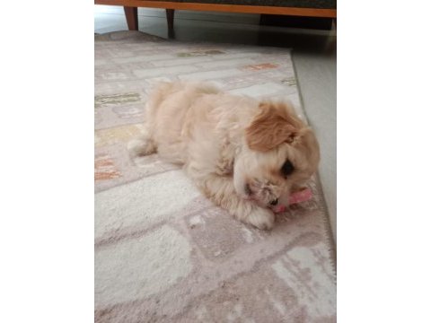 Maltipoo 3 aylık dişi