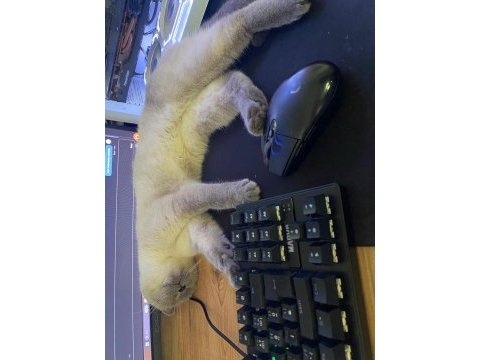 Ücretsiz sahiplendirme british shorthair kedimiz