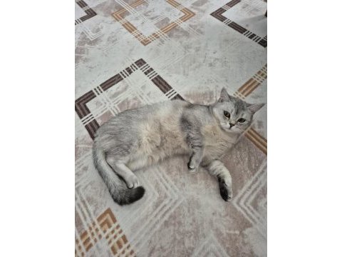 Ücretsiz 8 aylık british shorthair