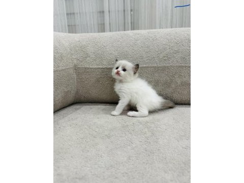 Ragdoll bebekler