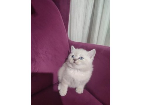 50 günlük scottish fold ve scottish straight yavrular