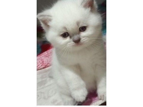 Safkan anne ve babanın yavruları kediler