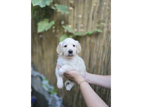 Bebek surat golden retriever erkek ve dişi yavrular