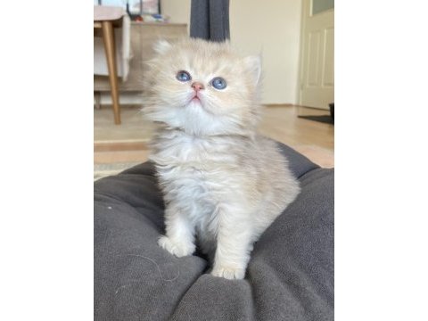 Golden british longhair süper face