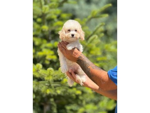 Maltipoo cinsi bebeklerimiz