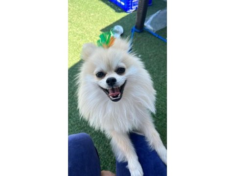 1 yaşında erkek pomeranian boo