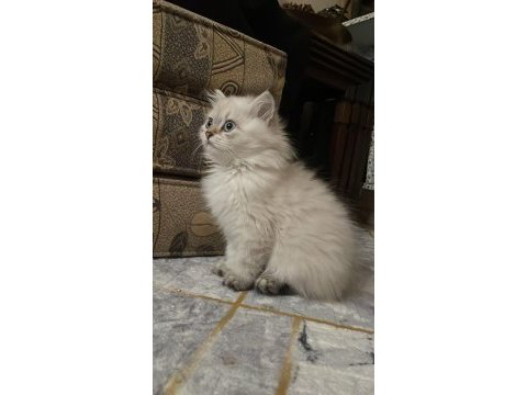 British longhair pamuk gibi yavrumuz