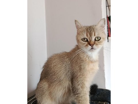 Turuncu british longhair ücretsiz