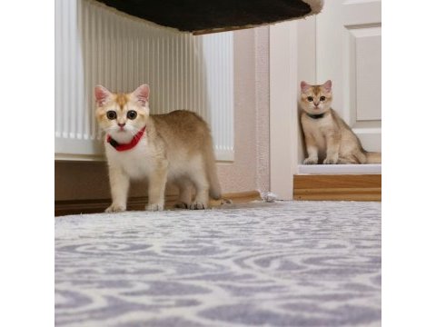 British shorthair ny11 dişi ve erkek yavrular