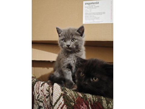 British longhair yavrular