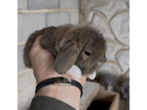 Hollanda lop tavşanı yavrular 25 günlük