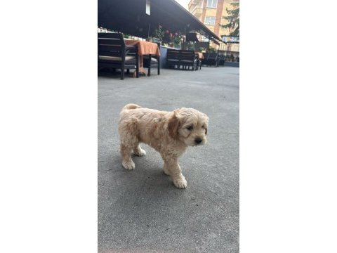 45 günlük ingiliz cocker çok tatlı çok sevimli