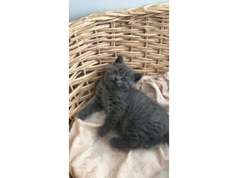 Show kalite british shorthair bebekler