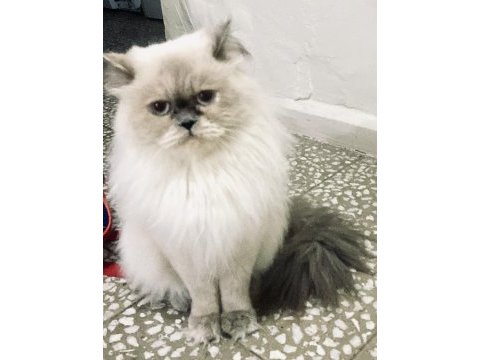 British longhair ücretsiz sahiplendirme