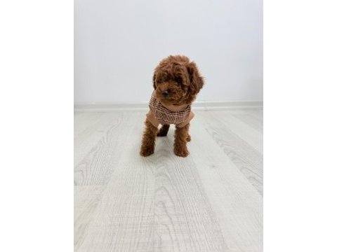 3 erkek ve 2 dişi safkan poodle yavrularımız