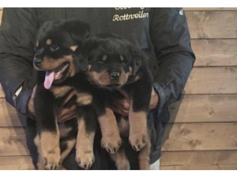 Rottweiler safkan