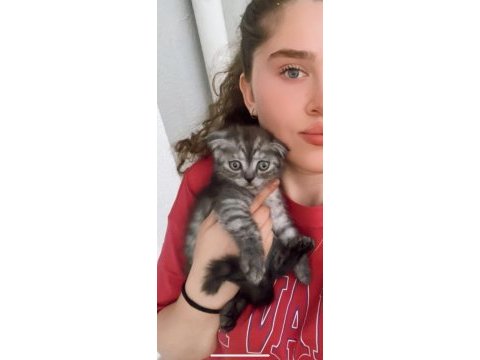 Scottish fold teslime hazır