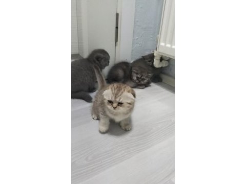 Yeni yuvası için hazır scottish fold
