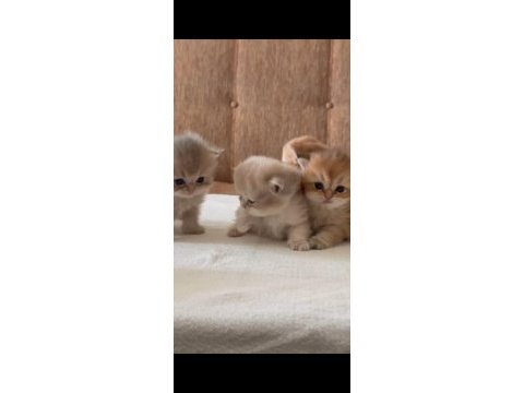 Sağlık ve ırk garantili british shorthair