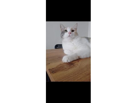 Kedimiz limon tatlışımızı sahiplendiriyoruz