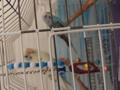 Konuşan muhabbet kuşu ve çek dişi muhabbet kuşu