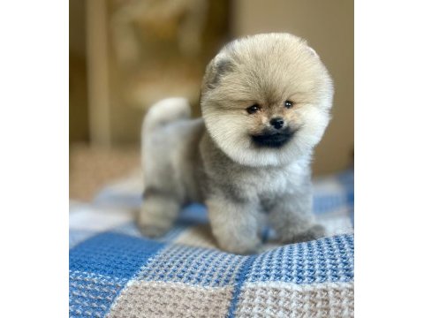 Sevimli pomeranian boo yavruları