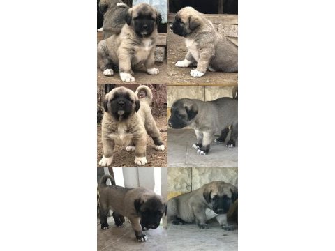 Orjinal has kangal yavrulari